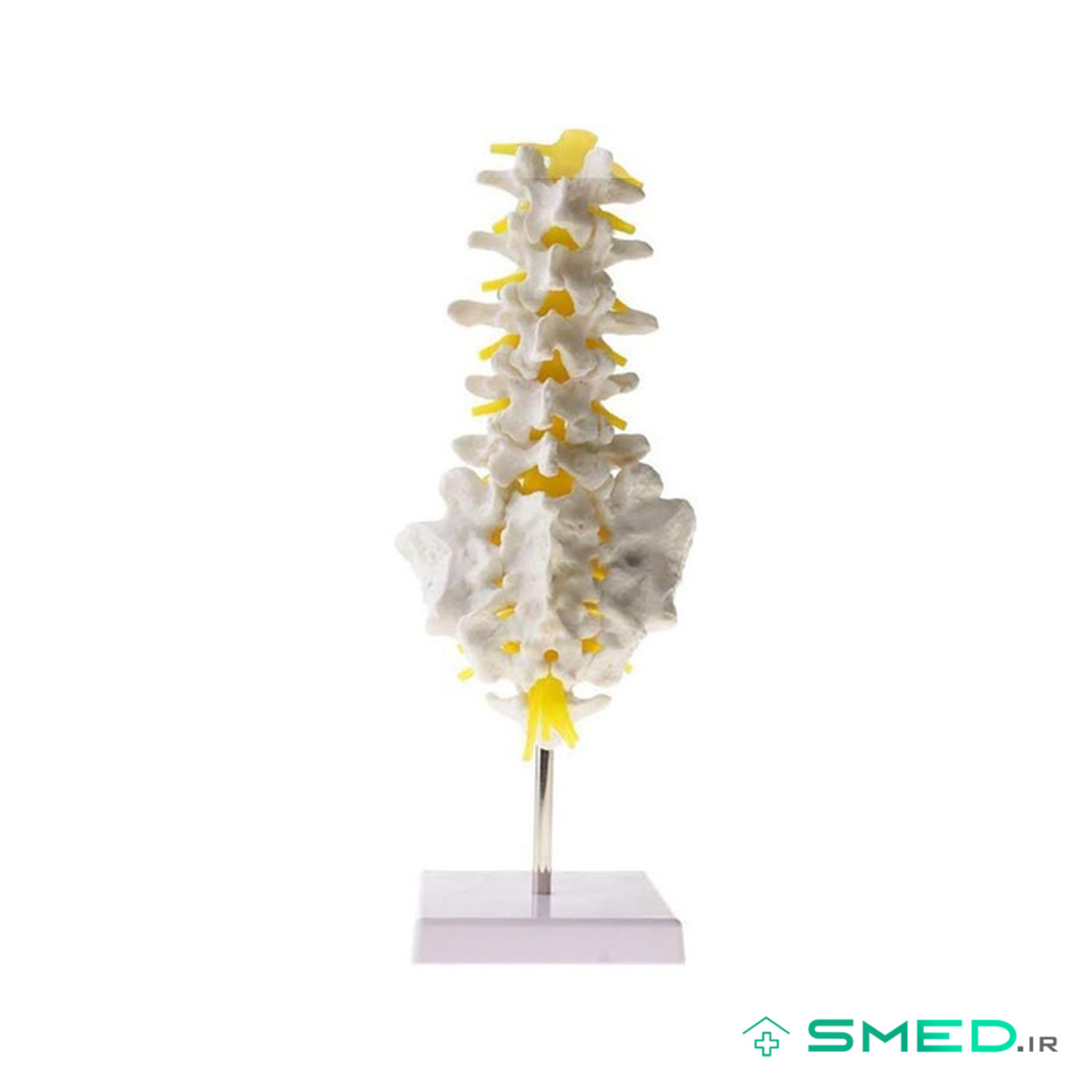 مولاژ اسکلت مهره تحتانی