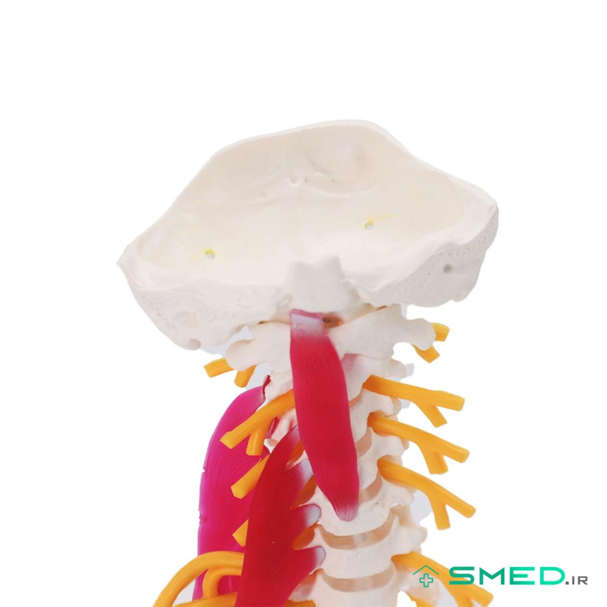 مولاژ اسکلت مهره گردن با ماهیچه اندازه طبیعی