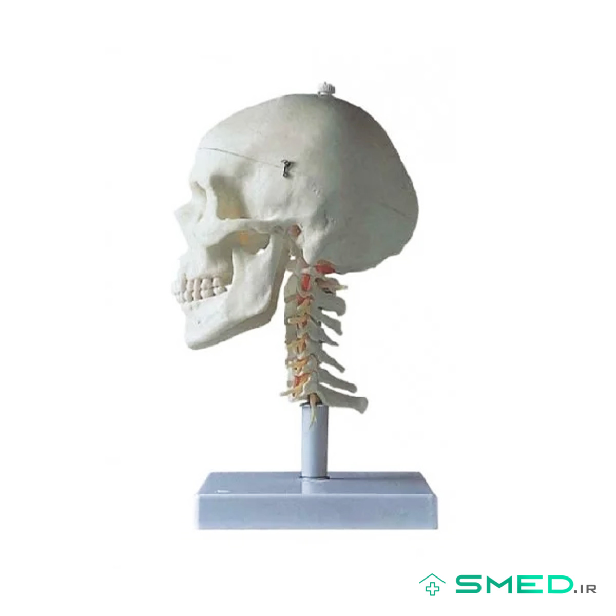مولاژ جمجمه با نمایش مهره گردن