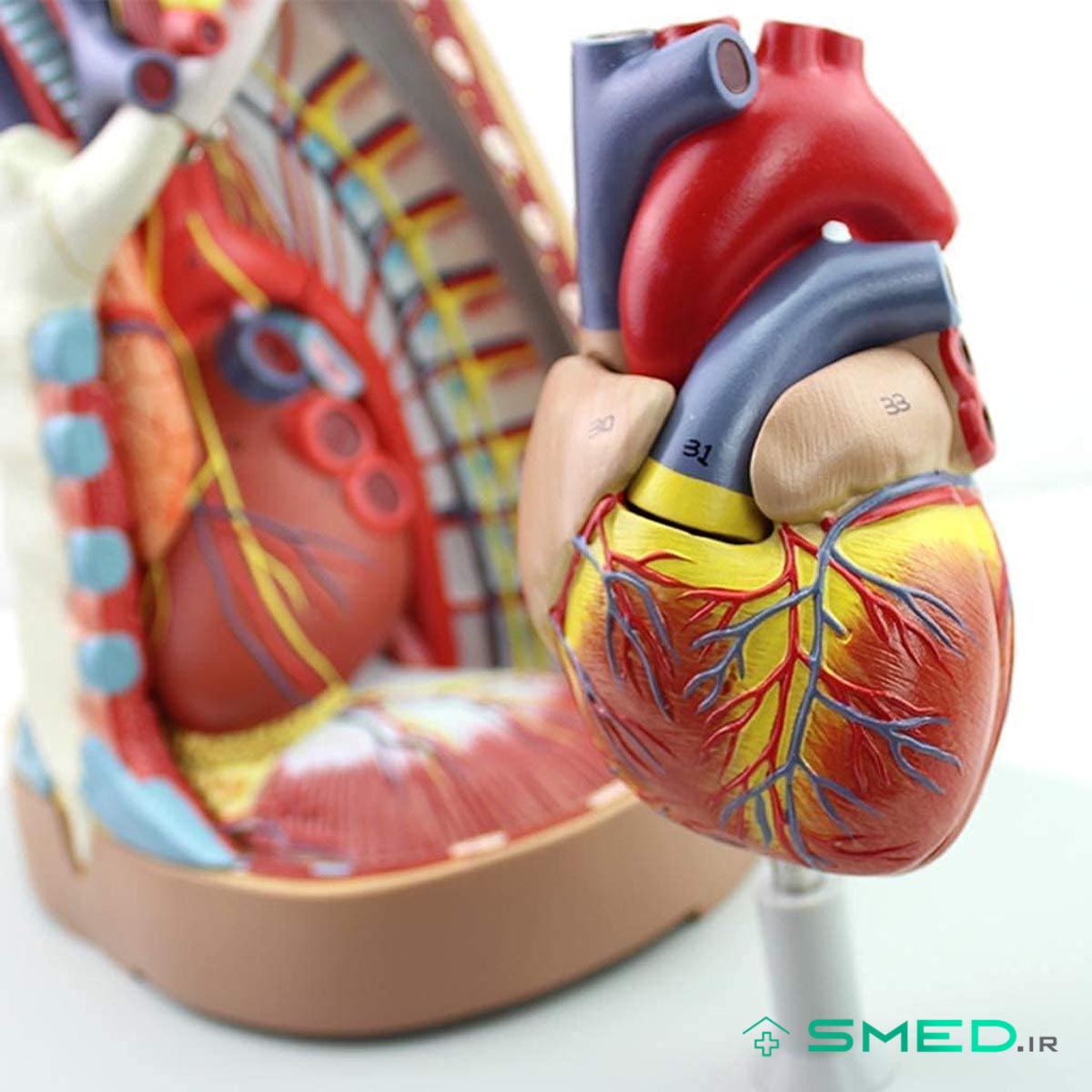 مولاژ حفره قلب شش قسمتی
