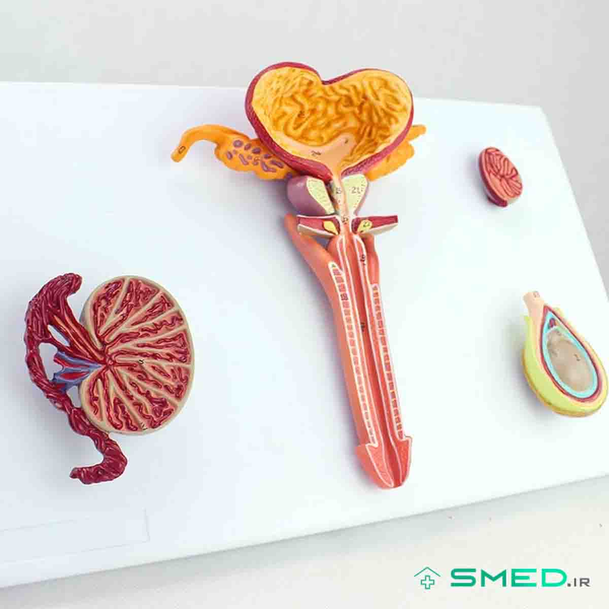 مولاژ دستگاه تناسلی مردانه