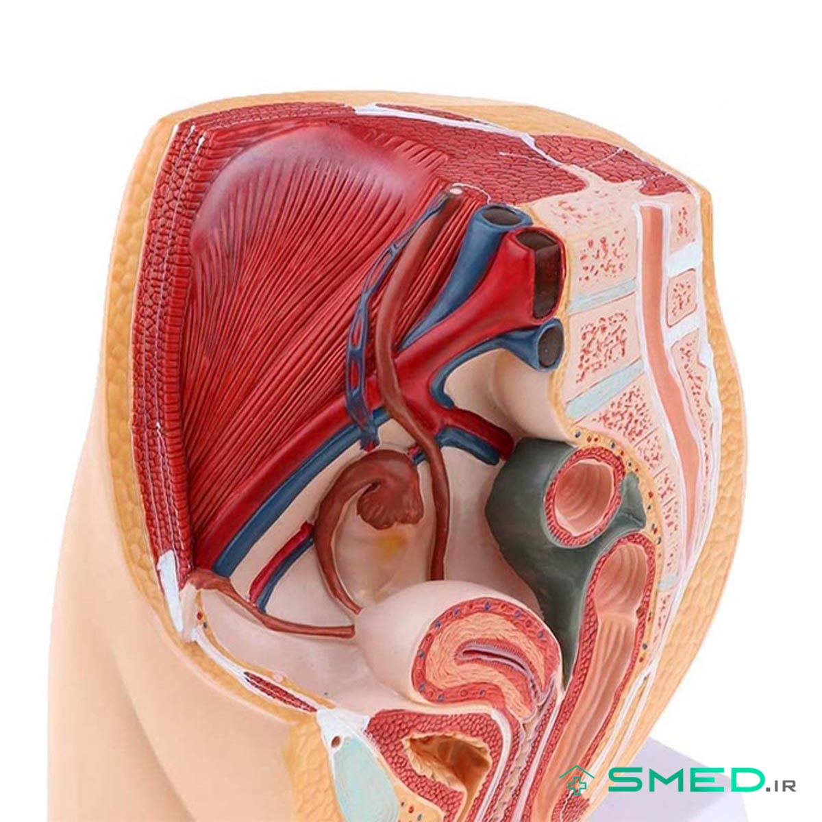 مولاژ ساژینال عضلات لگن زنانه و مردانه