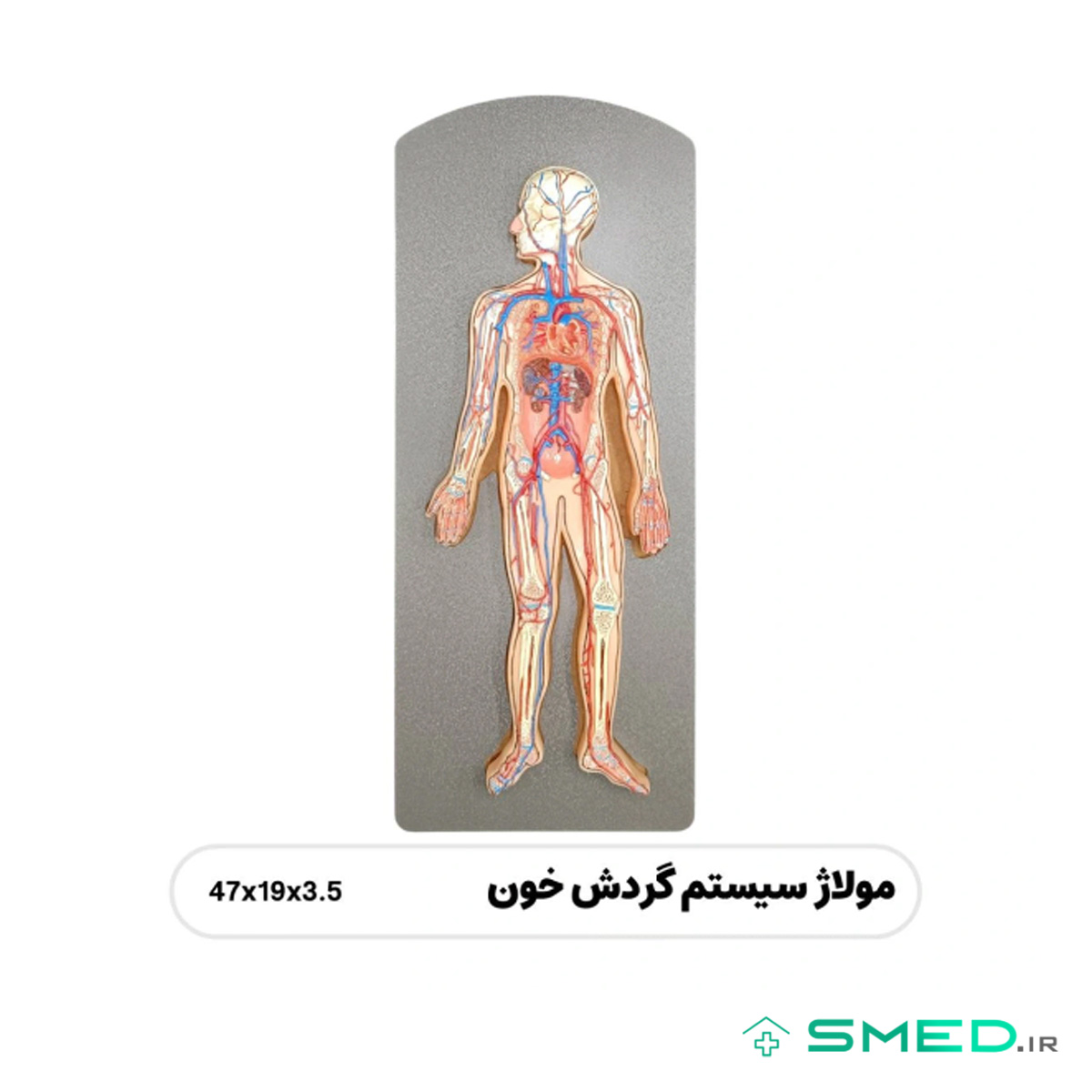 مولاژ سیستم دستگاه گردش خون