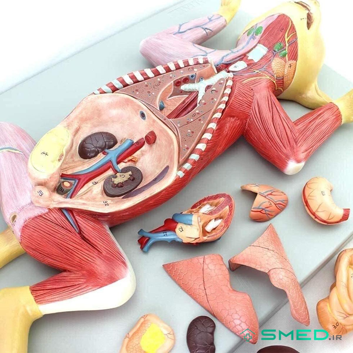 مولاژ آناتومی گربه