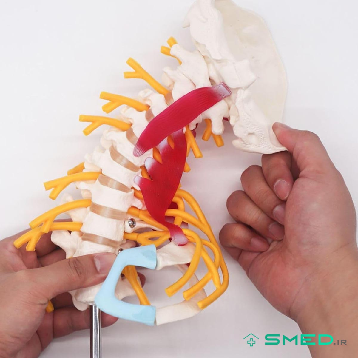 مولاژ اسکلت مهره گردن با ماهیچه اندازه طبیعی