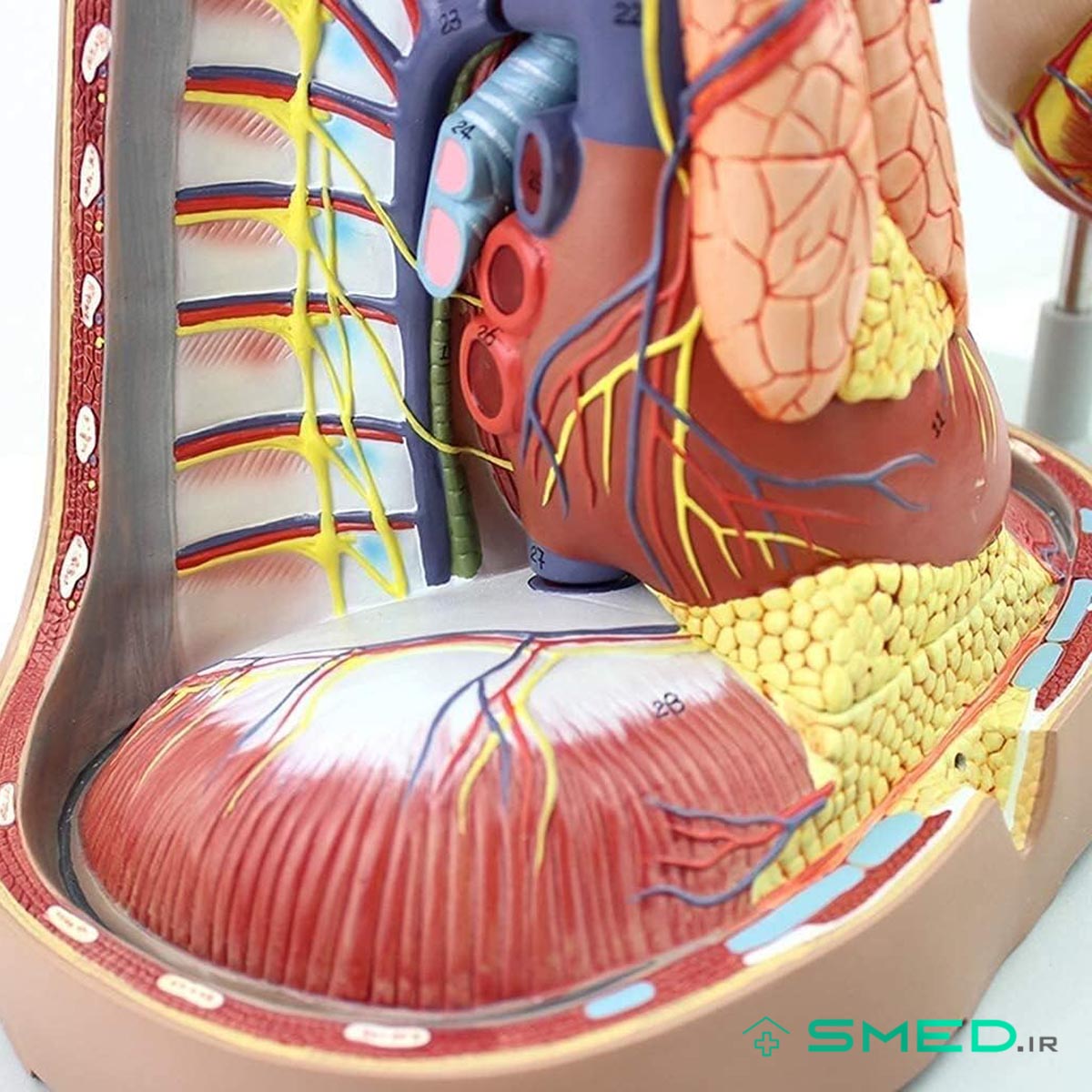 مولاژ حفره قلب شش قسمتی