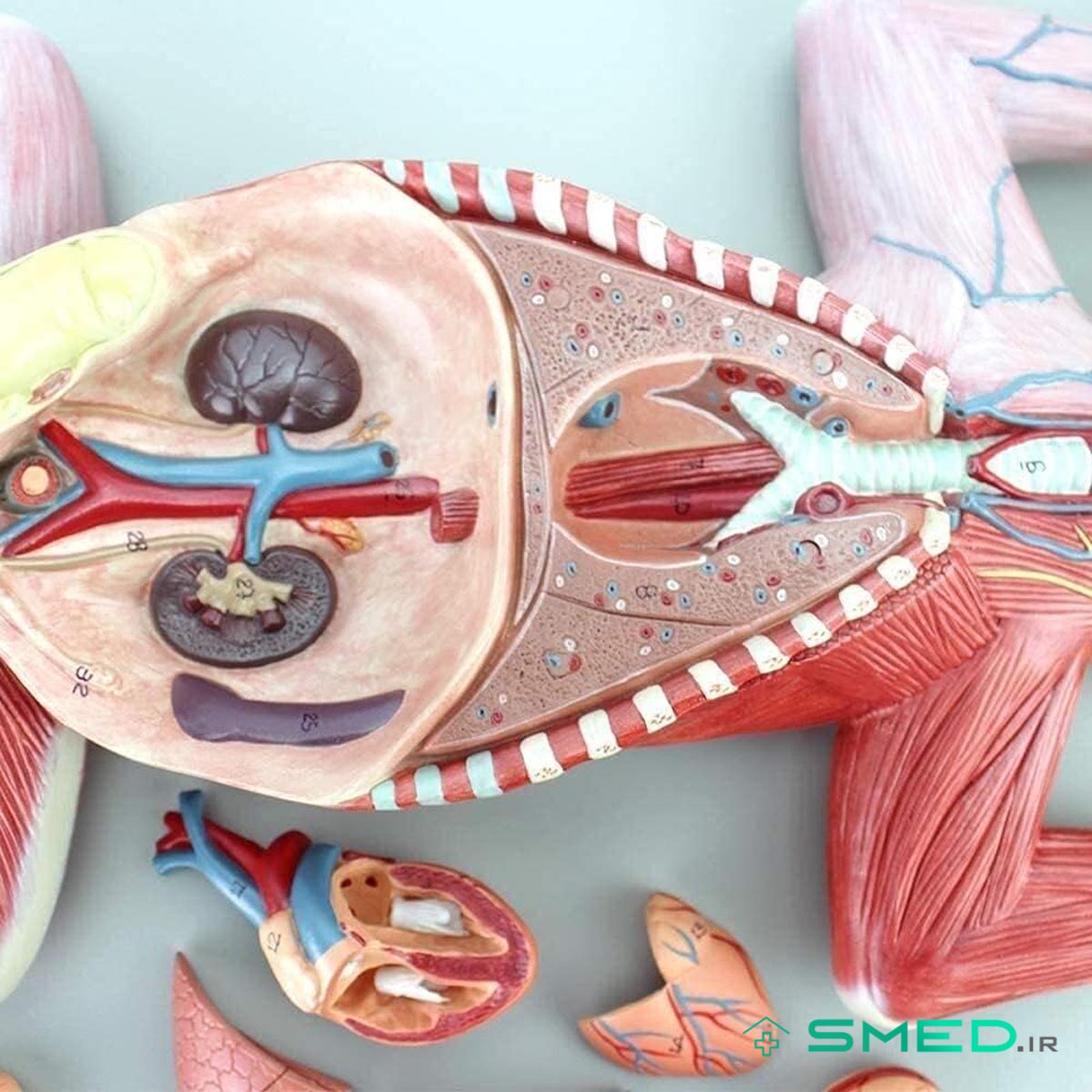 مولاژ آناتومی گربه