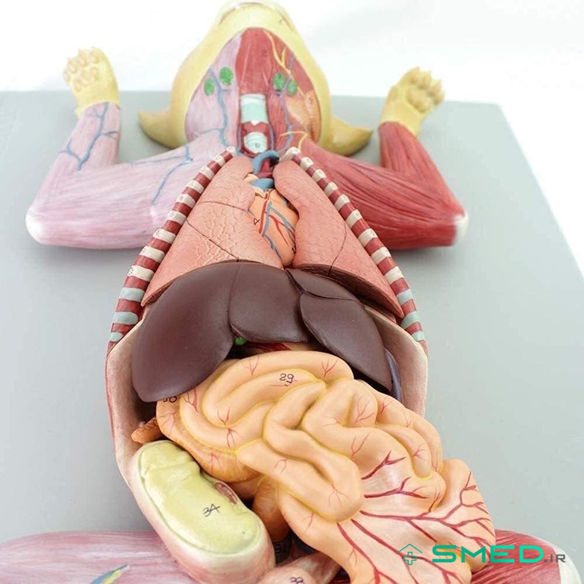 مولاژ آناتومی گربه