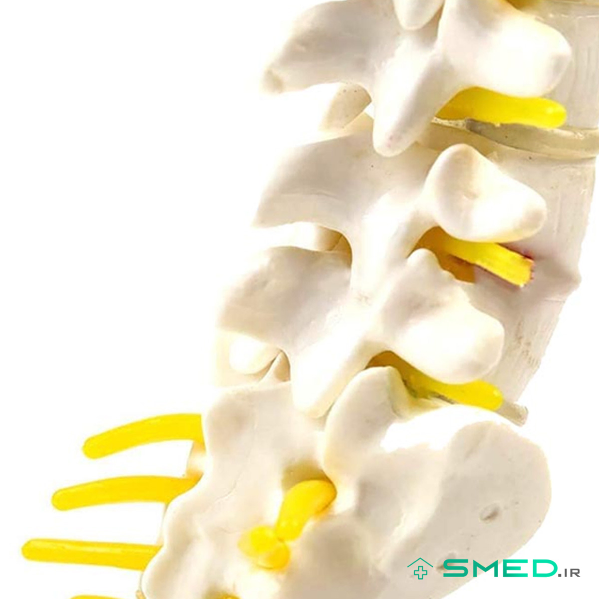 مولاژ اسکلت مهره تحتانی