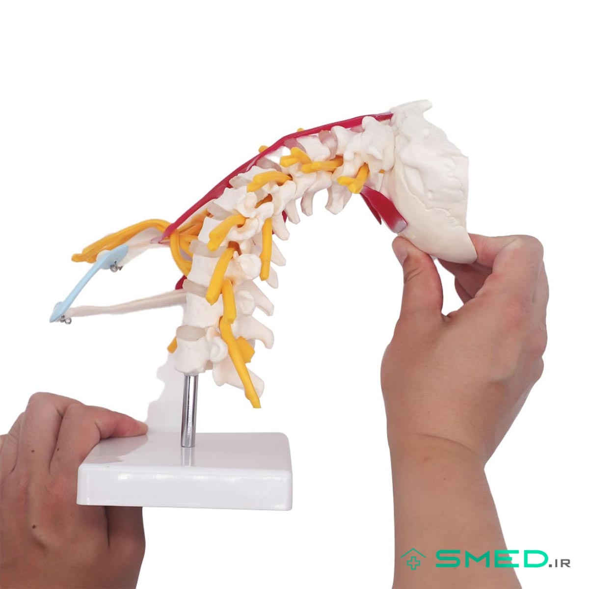 مولاژ اسکلت مهره گردن با ماهیچه اندازه طبیعی