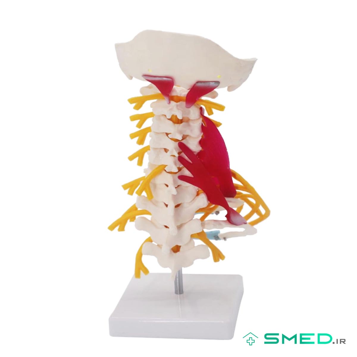 مولاژ اسکلت مهره گردن با ماهیچه اندازه طبیعی