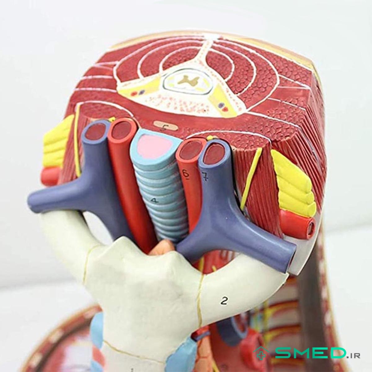 مولاژ حفره قلب شش قسمتی