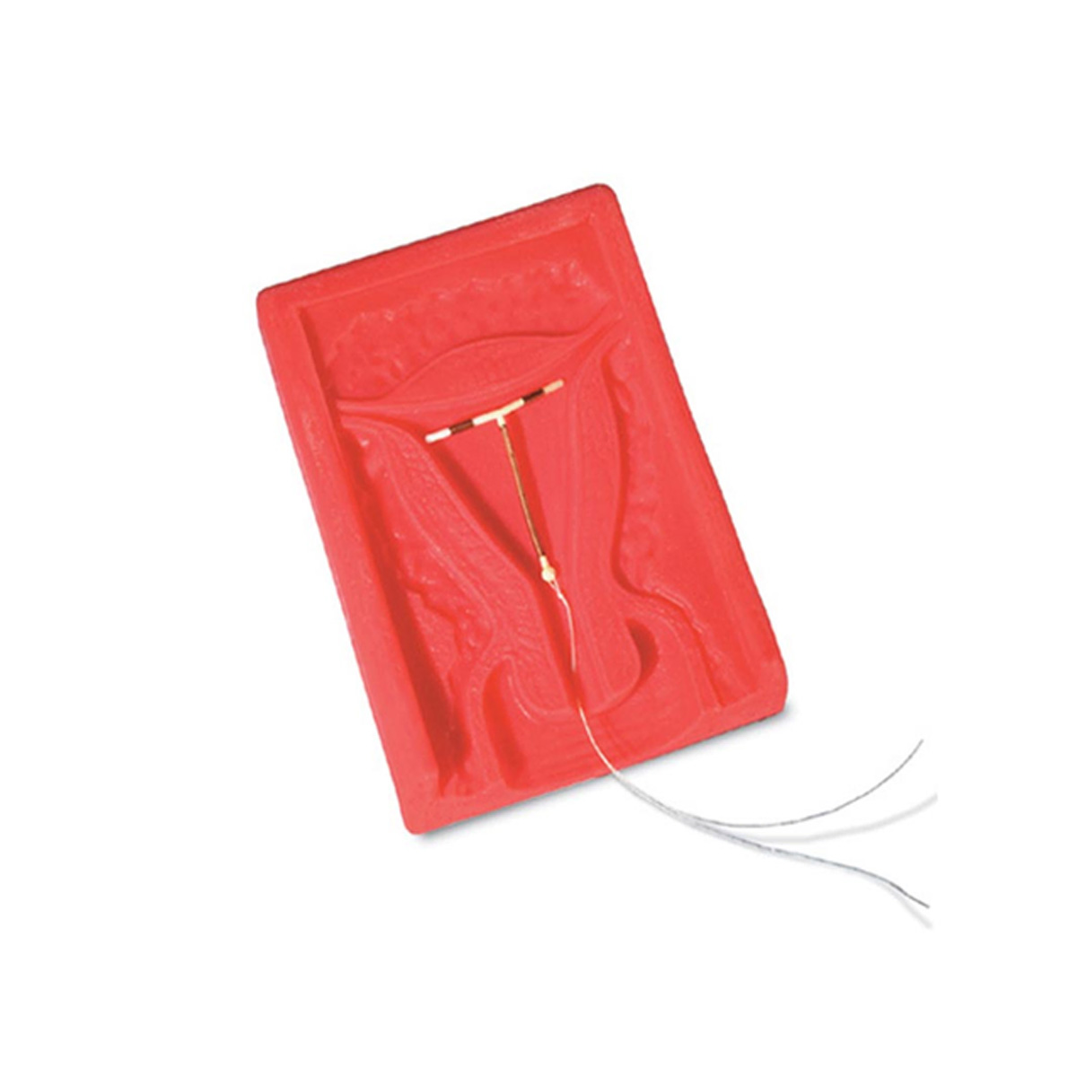 مولاژ آموزش آ یو دی گذاری C (مانکن IUD)