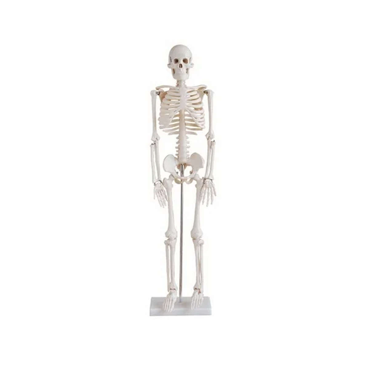 مولاژ اسکلت ساده 1/2