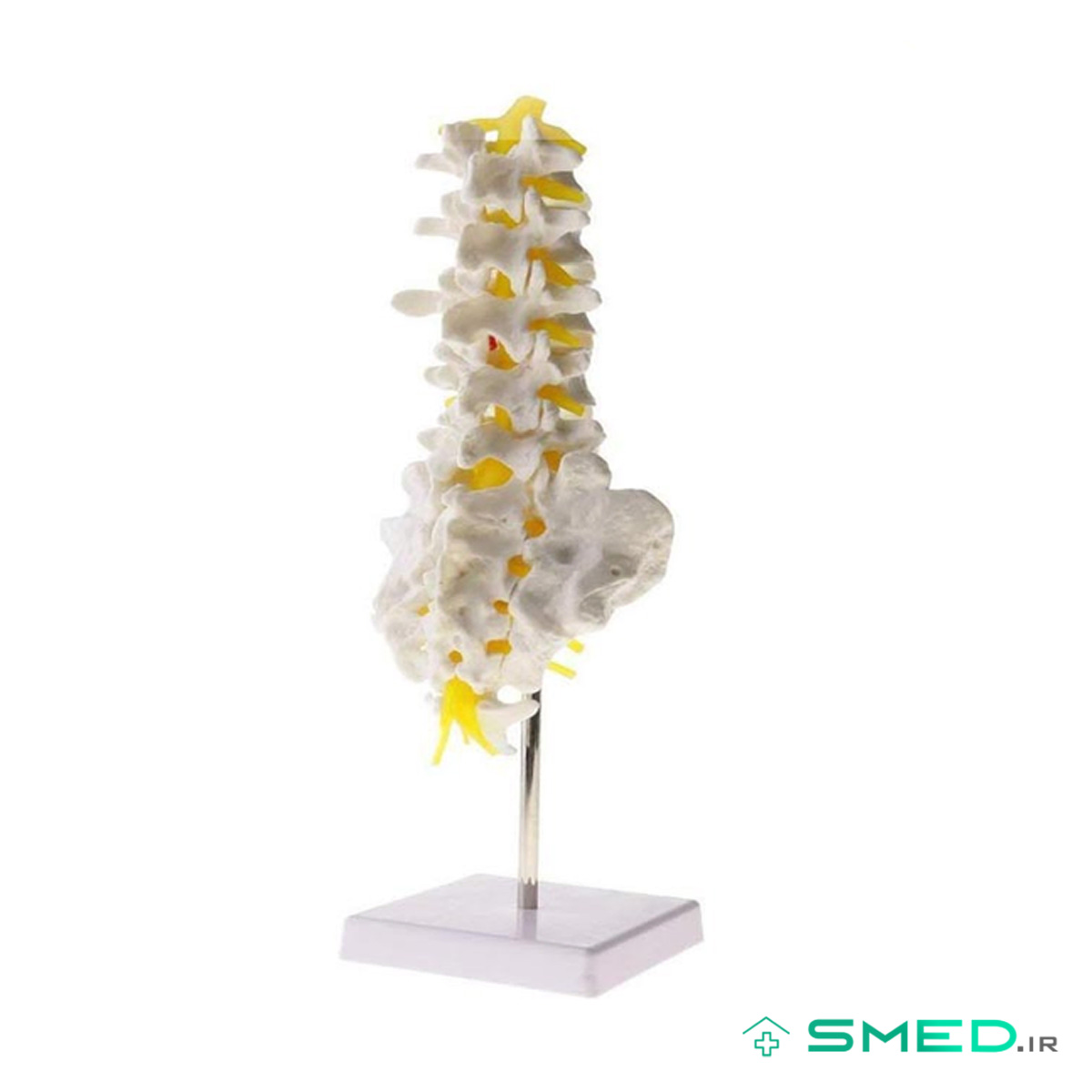 مولاژ اسکلت مهره تحتانی