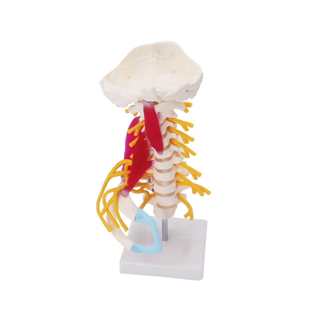 مولاژ اسکلت مهره گردن با ماهیچه اندازه طبیعی