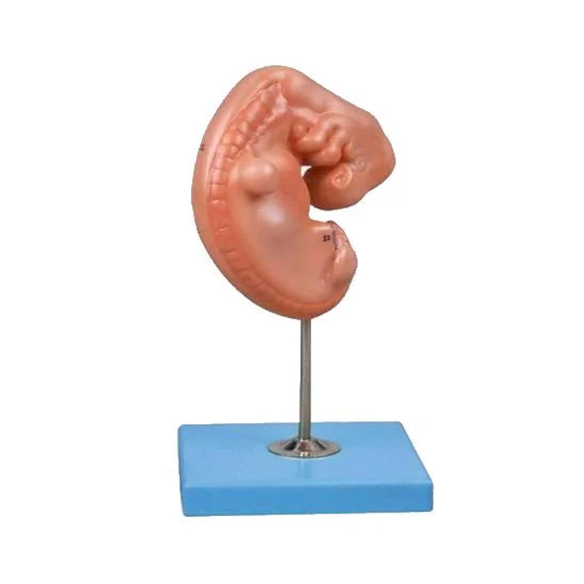 مولاژ جنین یک ماهه