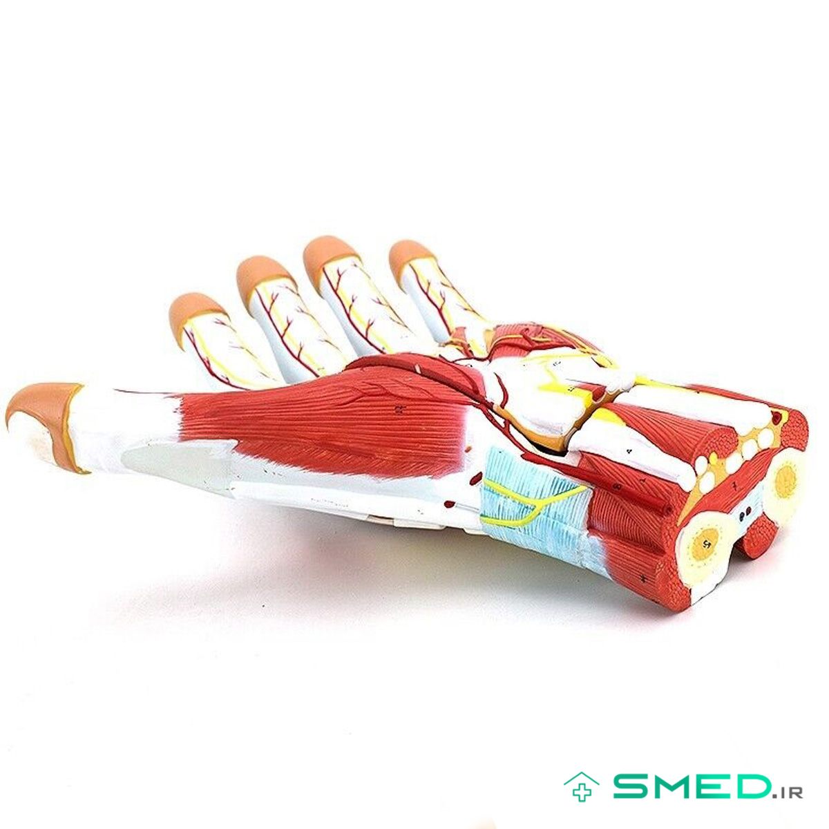 مولاژ دست سه قسمتی