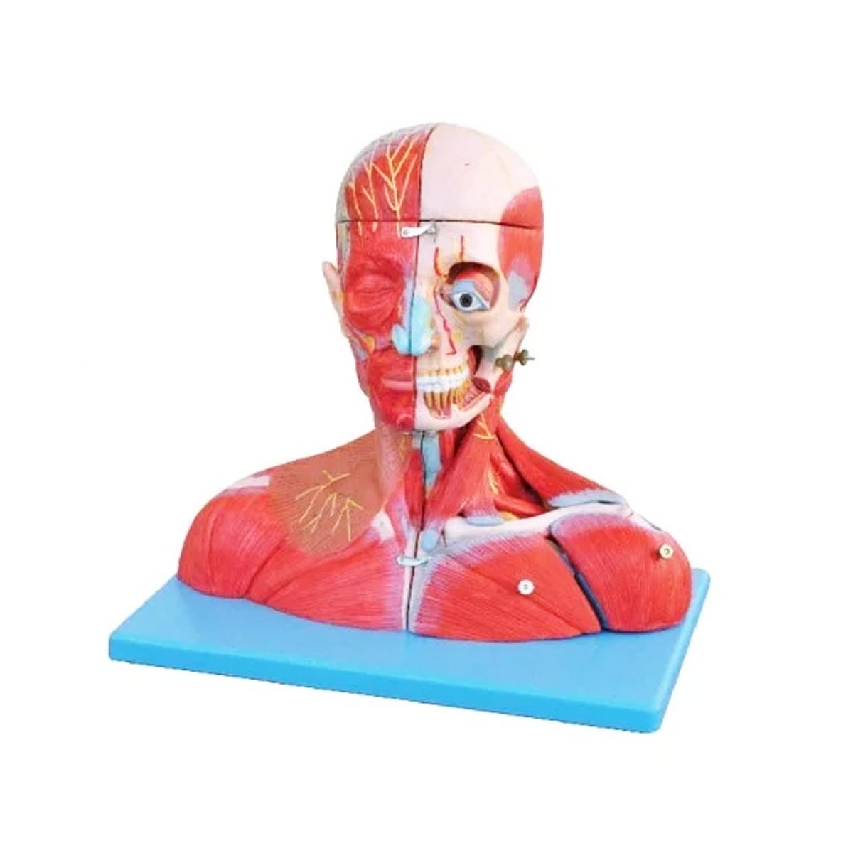 مولاژ سر و گردن با عروق و اعصاب