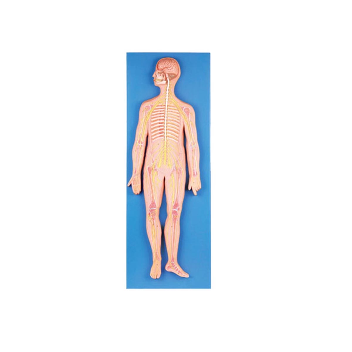 مولاژ سیستم عصبی