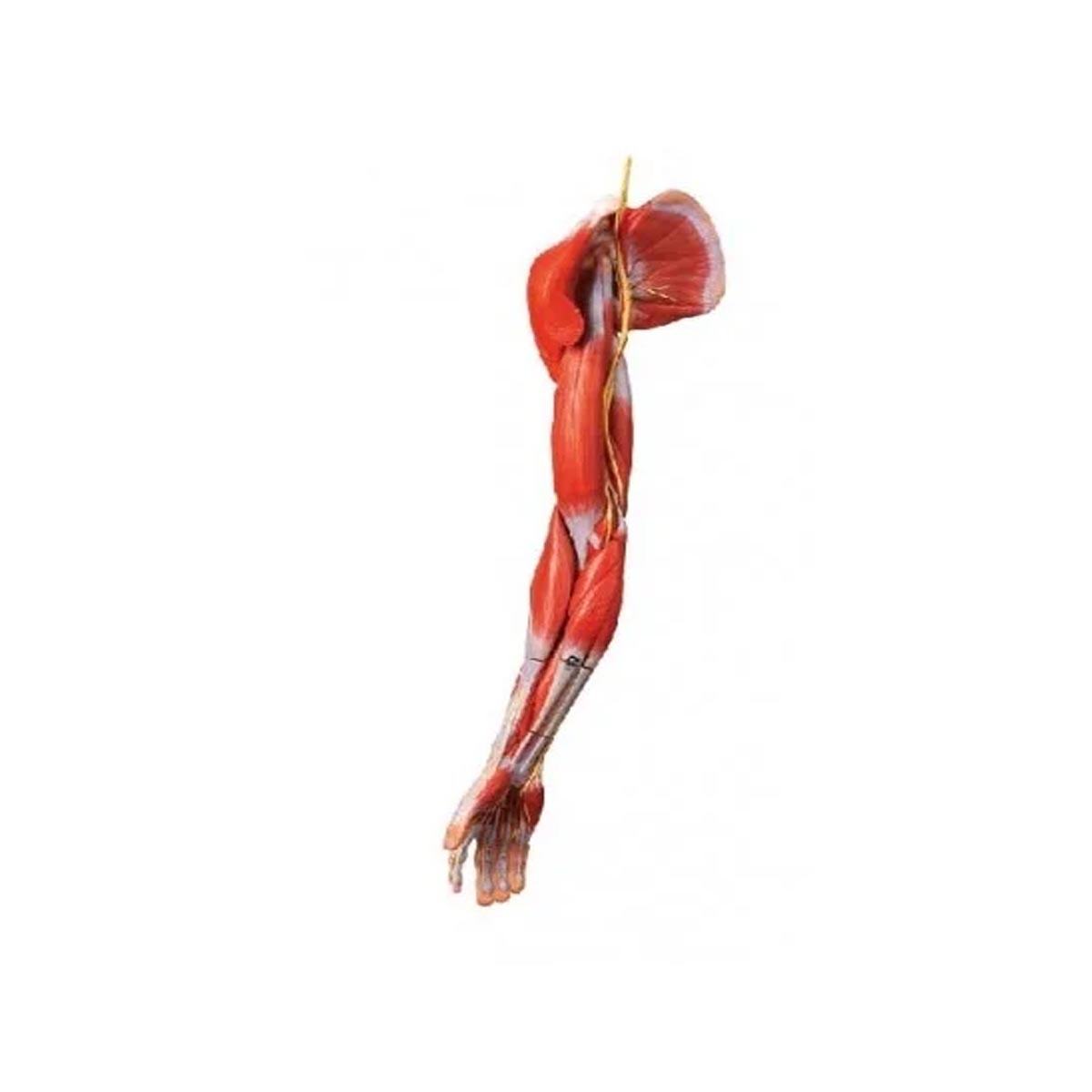 مولاژ عضلات دست با اعصاب و عروق