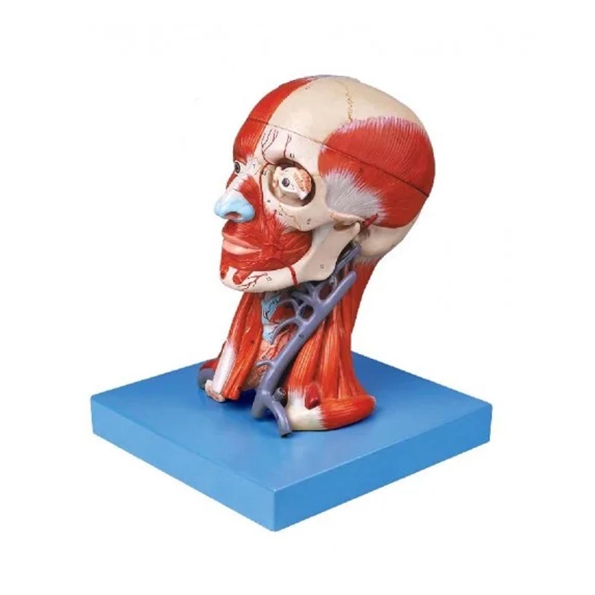 مولاژ عضلات سر و گردن