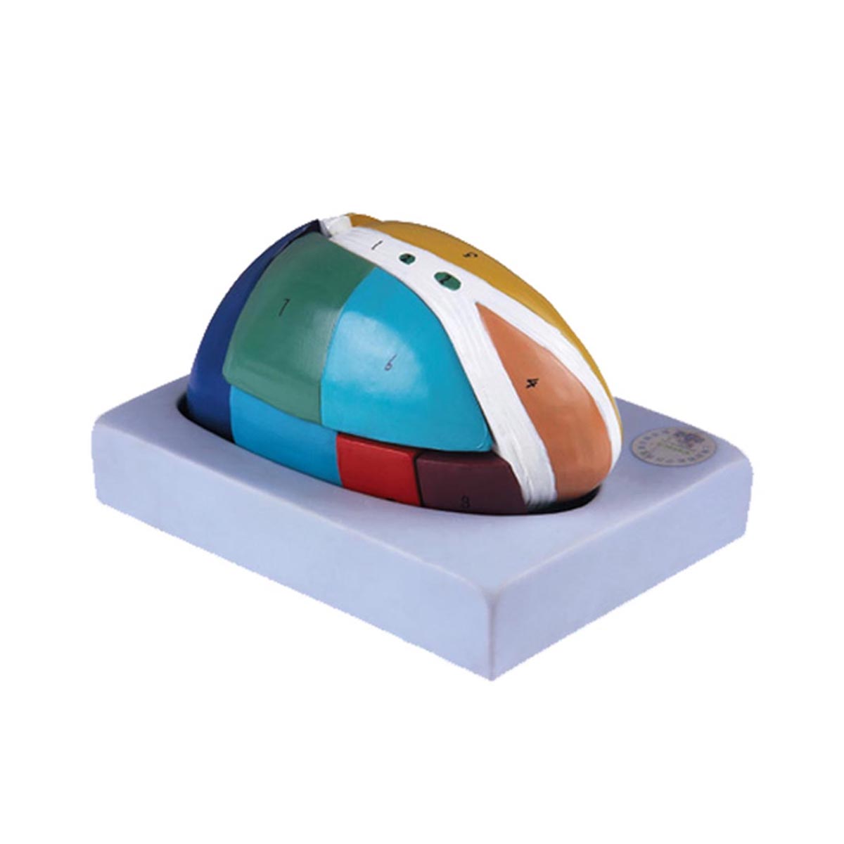 مولاژ مغز میانی (تالاموس)