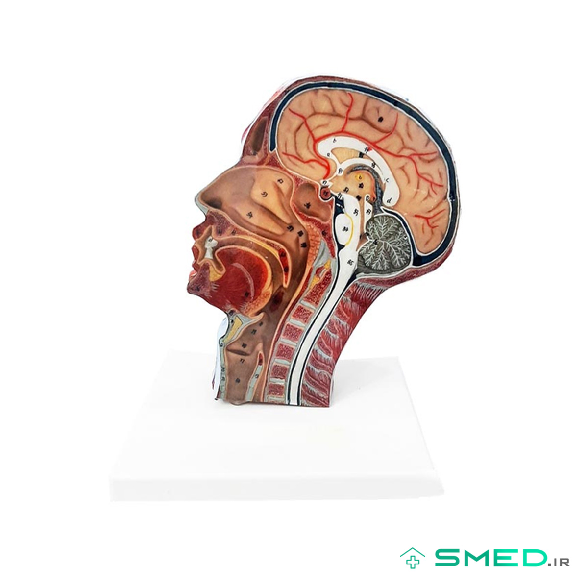 مولاژ نیمه سر با عروق و اعصاب